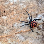 Malmignatta (latrodectus tredecimguttatus) foto di Onofrio Panzarino